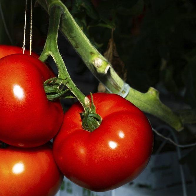 AppHarvest tomatoes being grown in their Morehead, Ky. facility